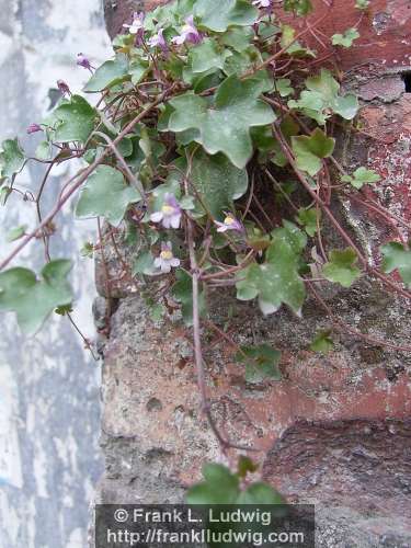 Flowers on the Wall